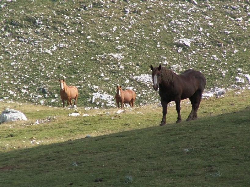 Tre orsi morti