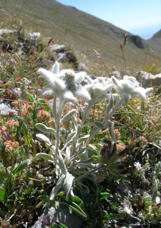 Leontopodium nivale sul Gran Sasso