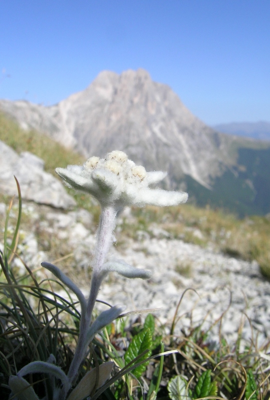 Leontopodium nivale sul Gran Sasso