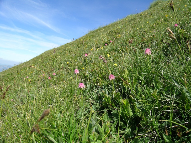 nigritella widderi