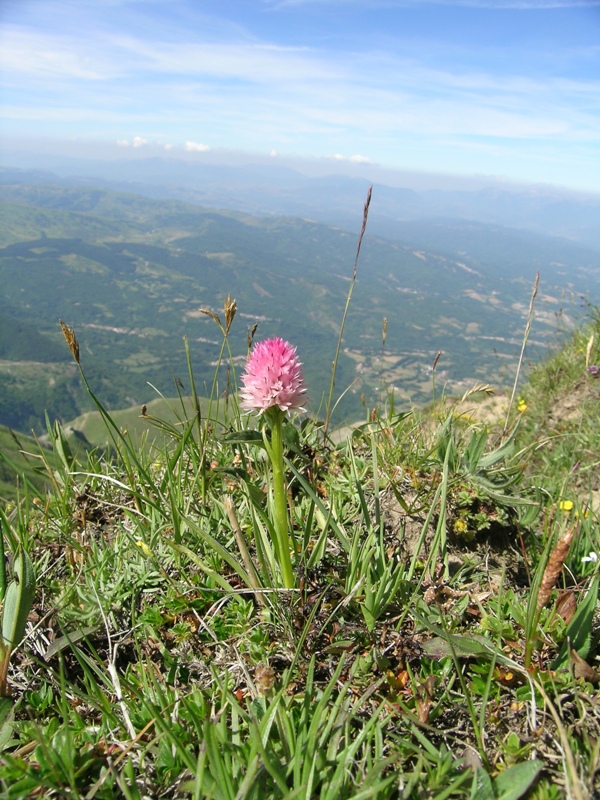 nigritella widderi