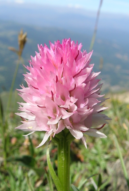 nigritella widderi