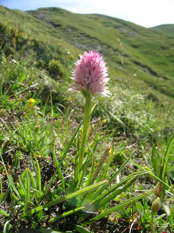 nigritella widderi