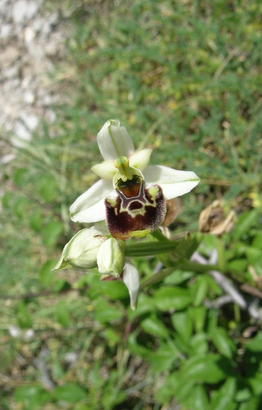 Ophrys posidonia ?