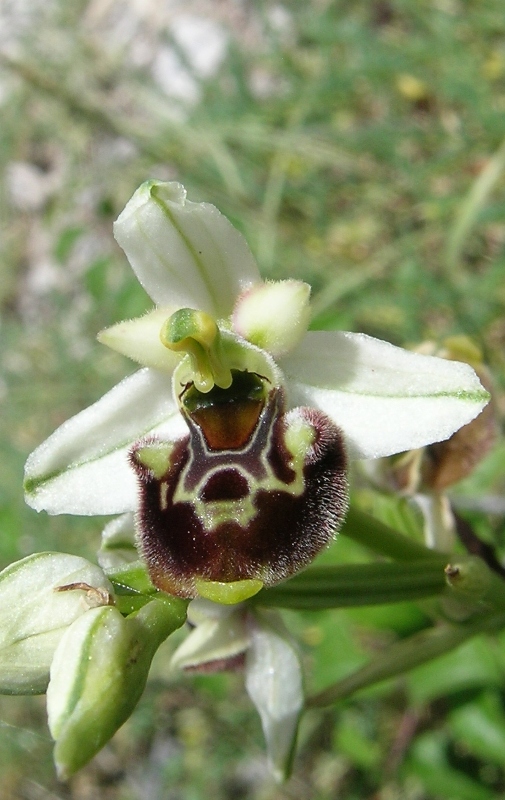 Ophrys posidonia ?