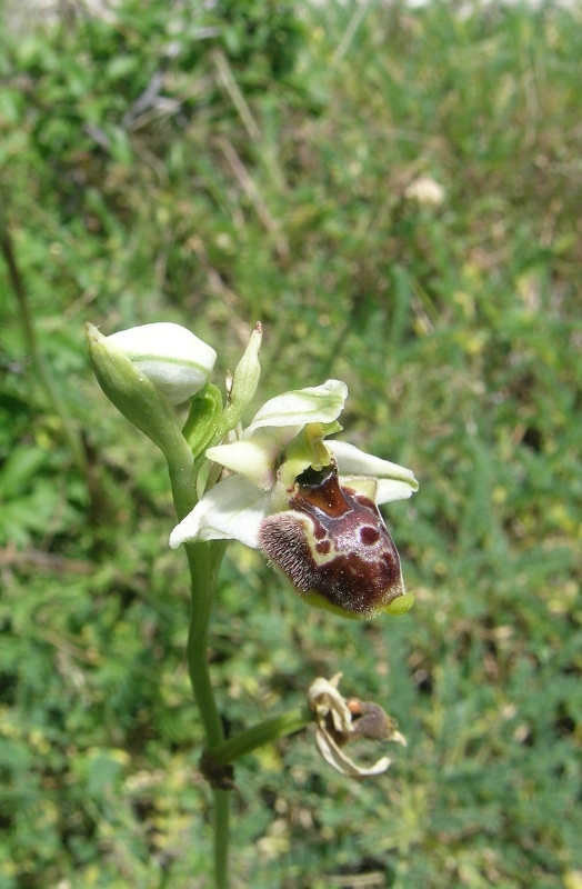 Ophrys posidonia ?