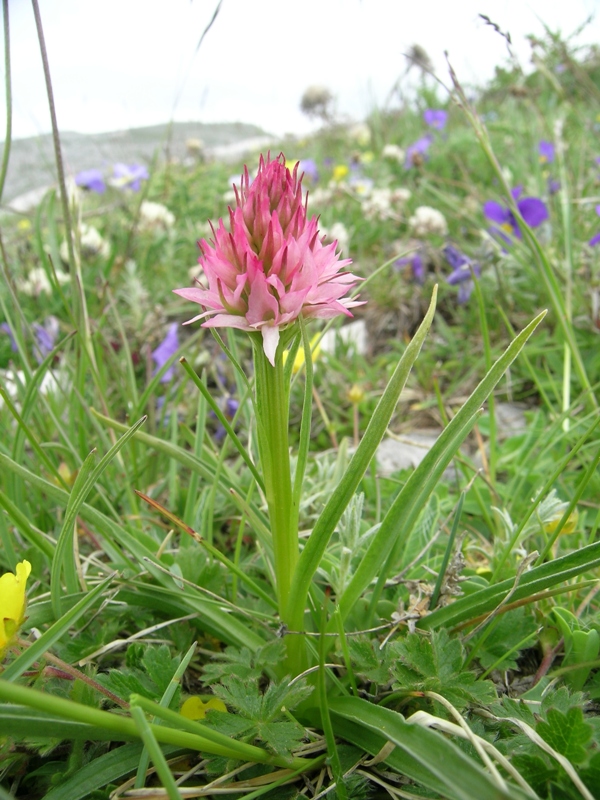 nigritella widderi