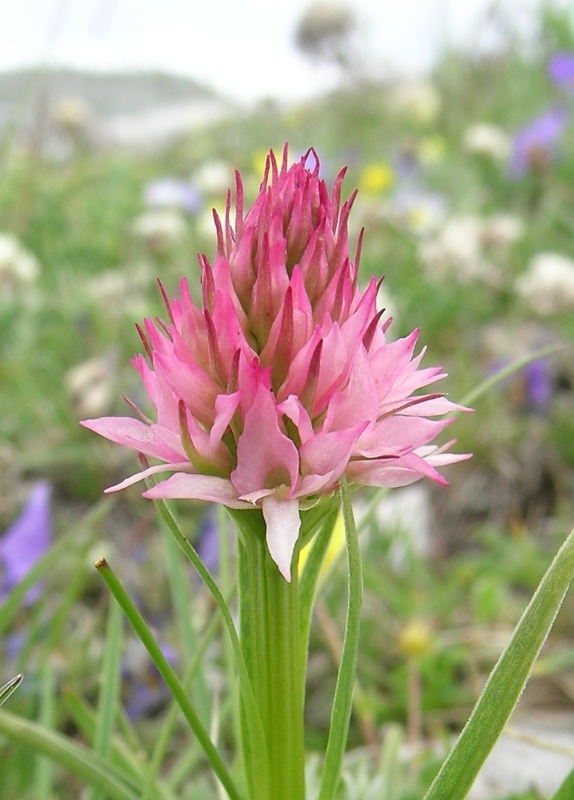 nigritella widderi