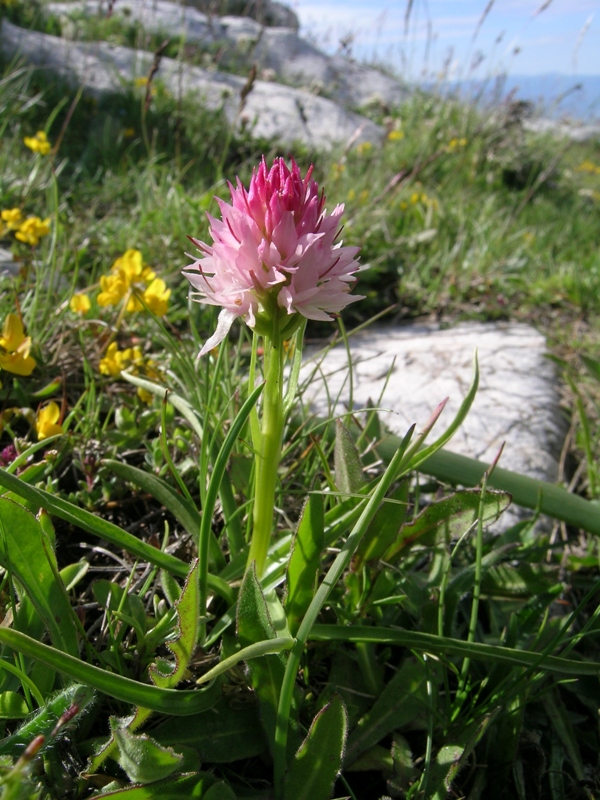 nigritella widderi