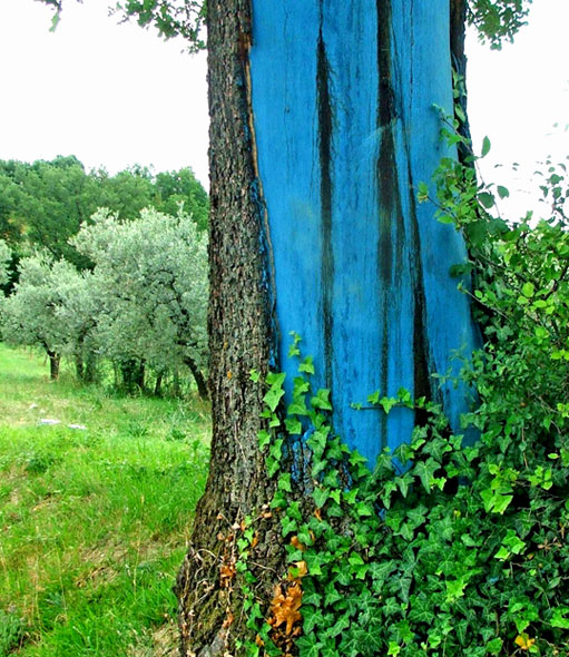 Albero azzurro