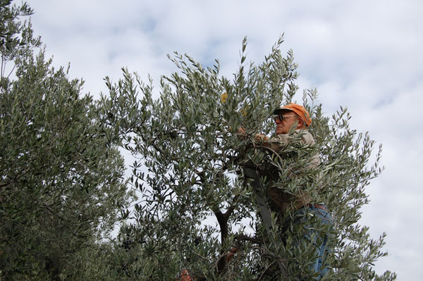 La raccolta delle olive