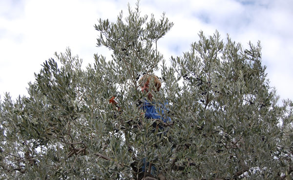 La raccolta delle olive