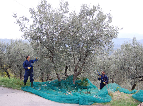 La raccolta delle olive