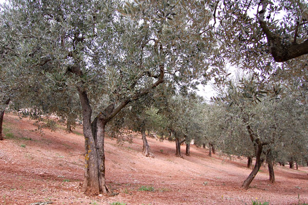 La raccolta delle olive