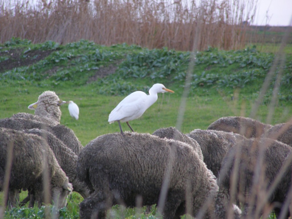 Aironi guarda...pecore