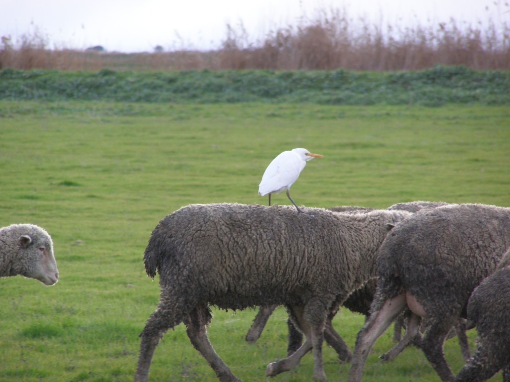 Aironi guarda...pecore