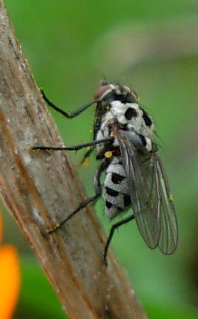 Anthomyia sp.