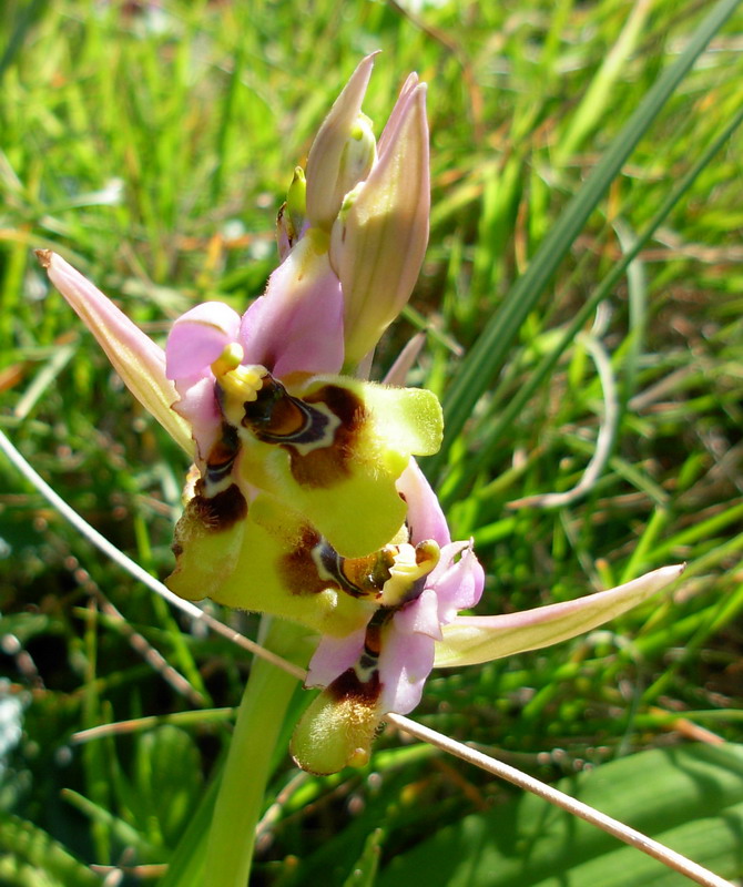 Ophrys tenthredinifera