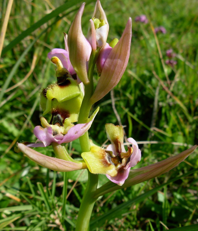 Ophrys tenthredinifera