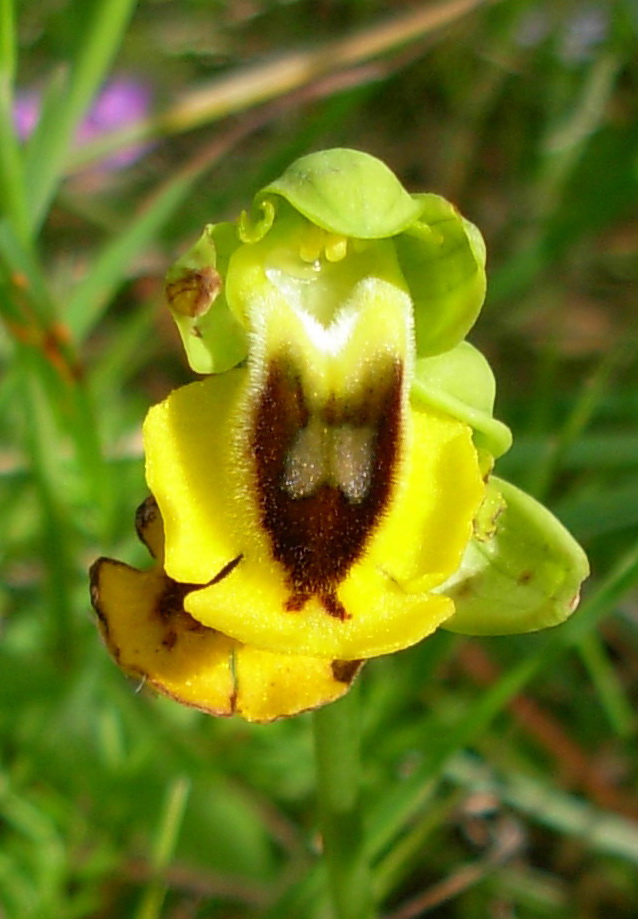 Ophrys lutea