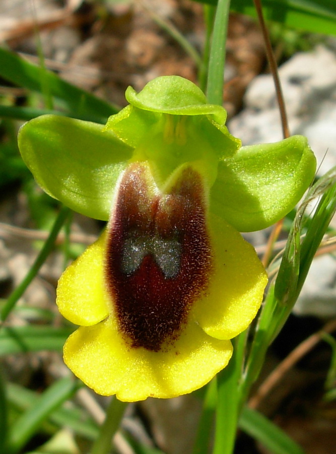 Ophrys lutea