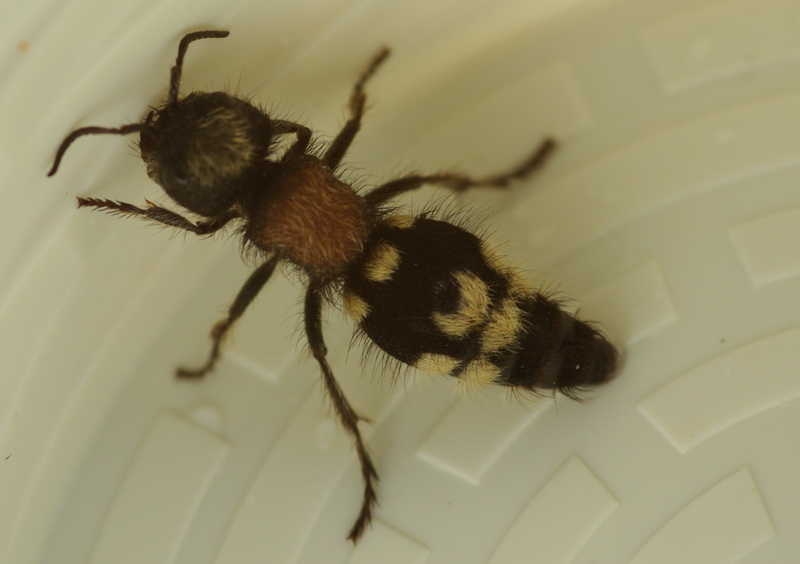 Velvet ant per Marcello: Ronisia barbara