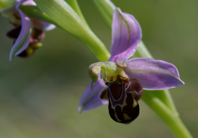 Ophrys apifera