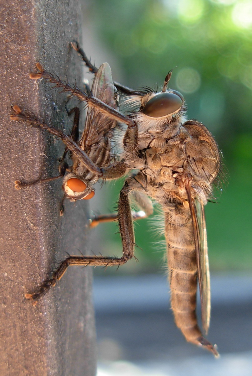 Tabanus sp.