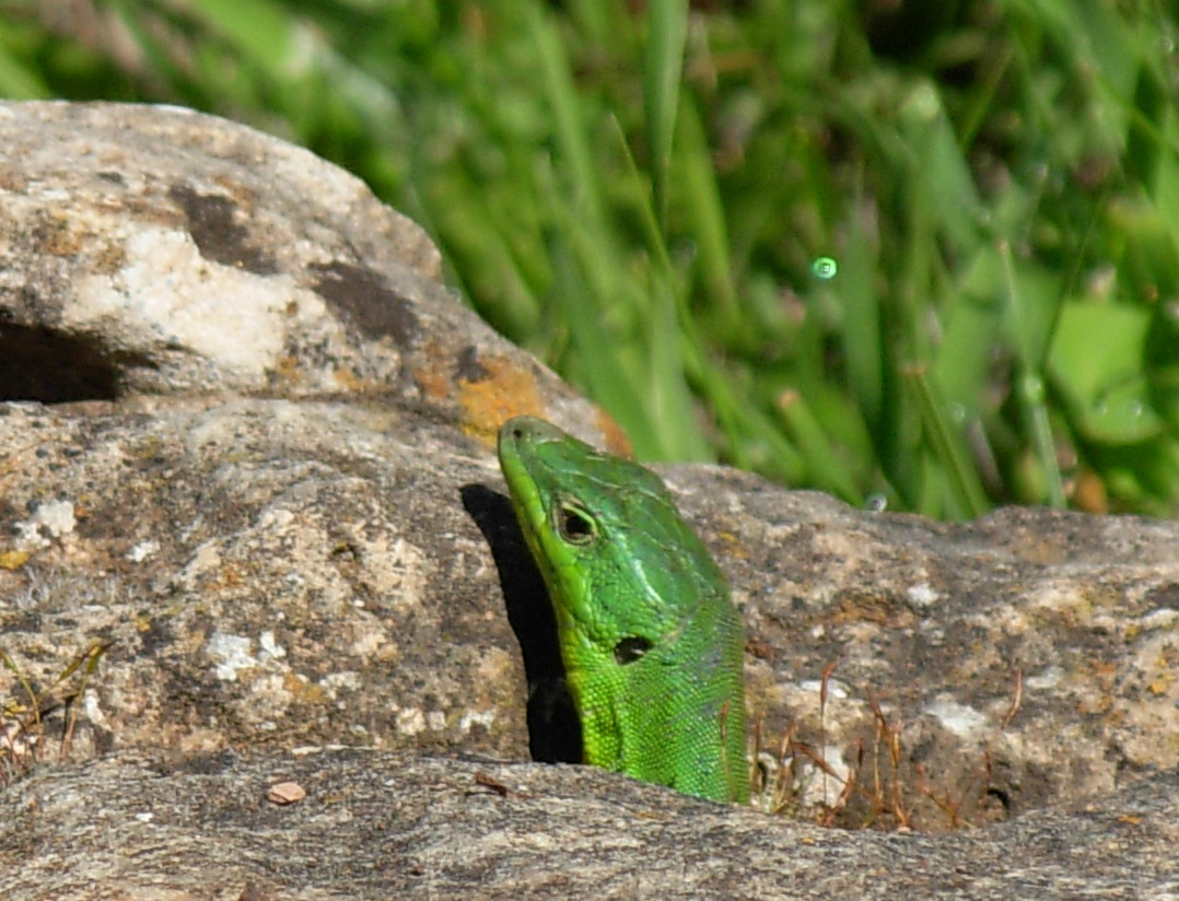 Podarcis waglerianus