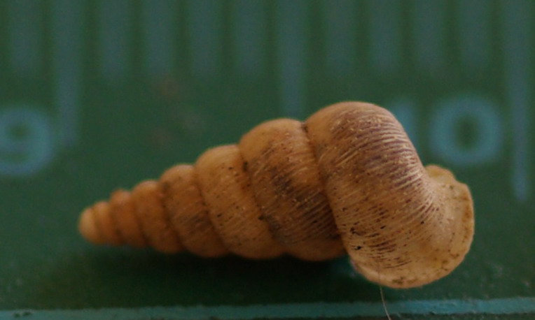 Cochlostoma sp da Valderice(TP)