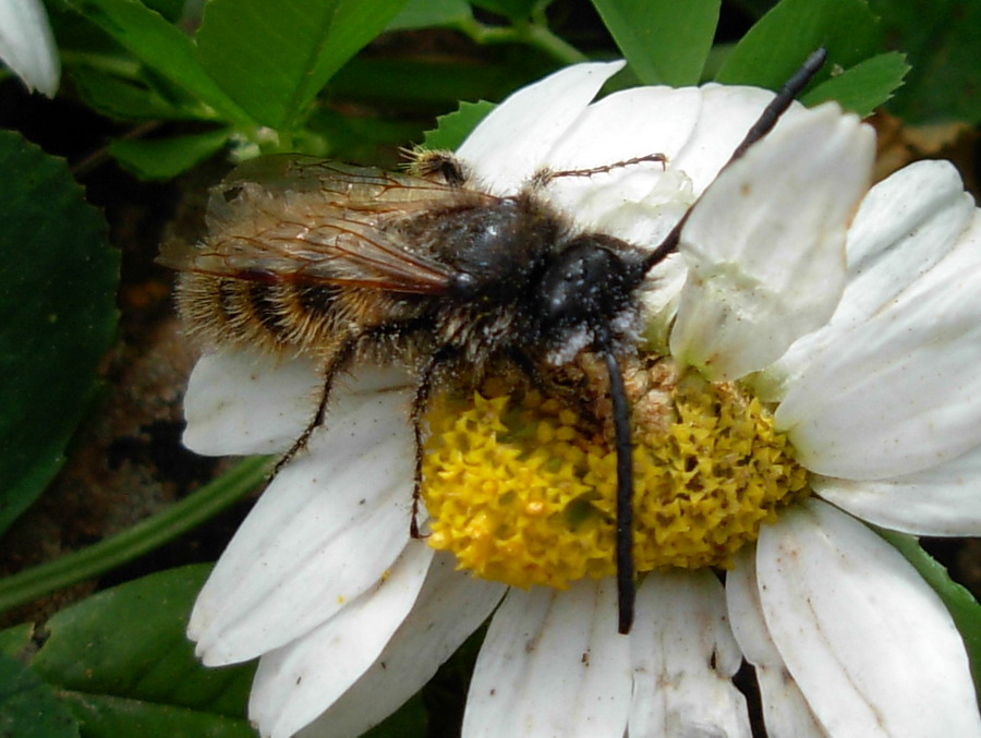 Dasyscolia ciliata?