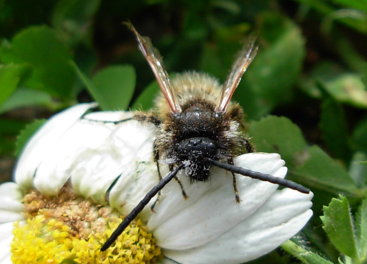 Dasyscolia ciliata?