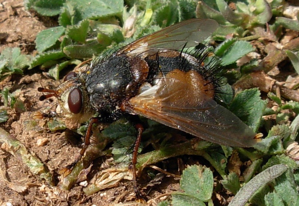 Tachinidae