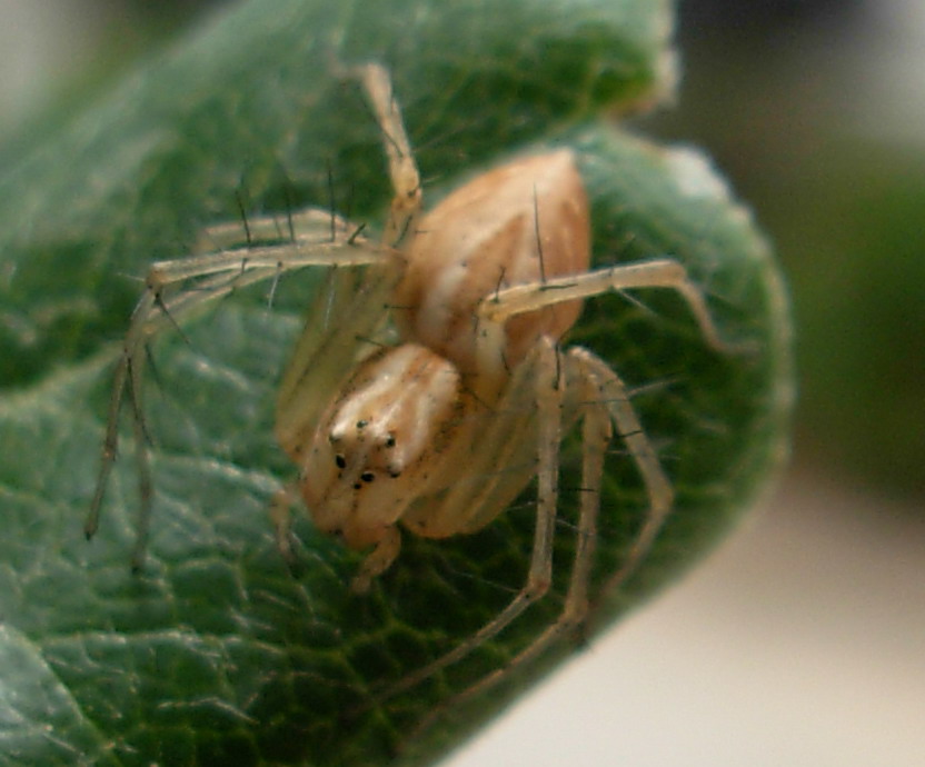 Oxyopes sp.