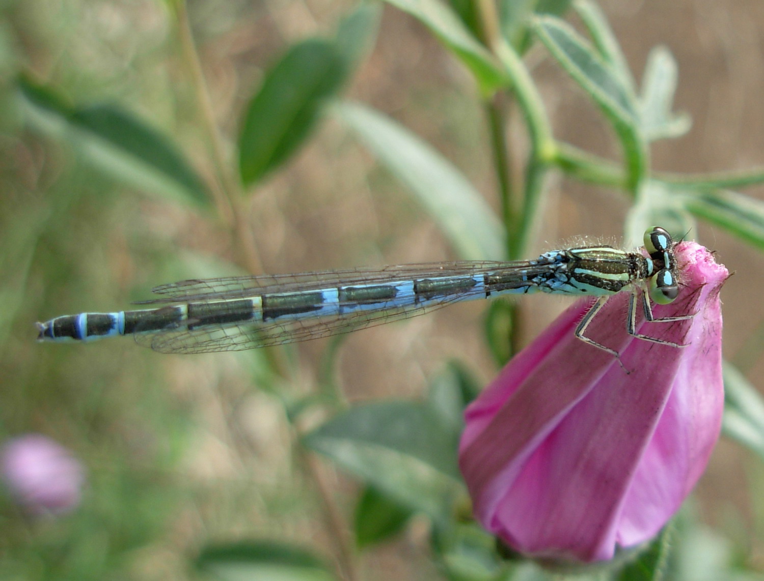 Damigella sconosciuta, a me! - Coenagrion scitulum