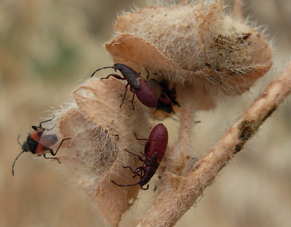 Oxycarenus lavaterae e giovani