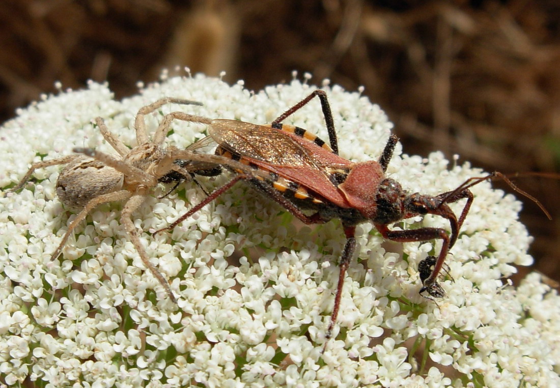 Thanatus sp. e Rhynocoris erythropus