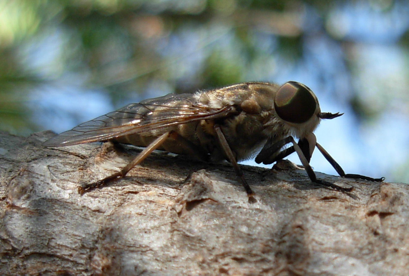 Tabanus sp.