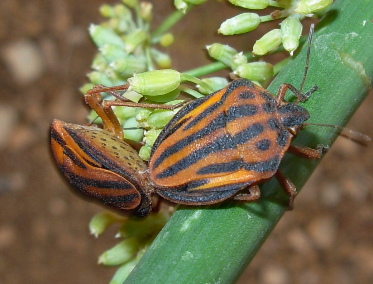 Graphosoma si ma che specie?