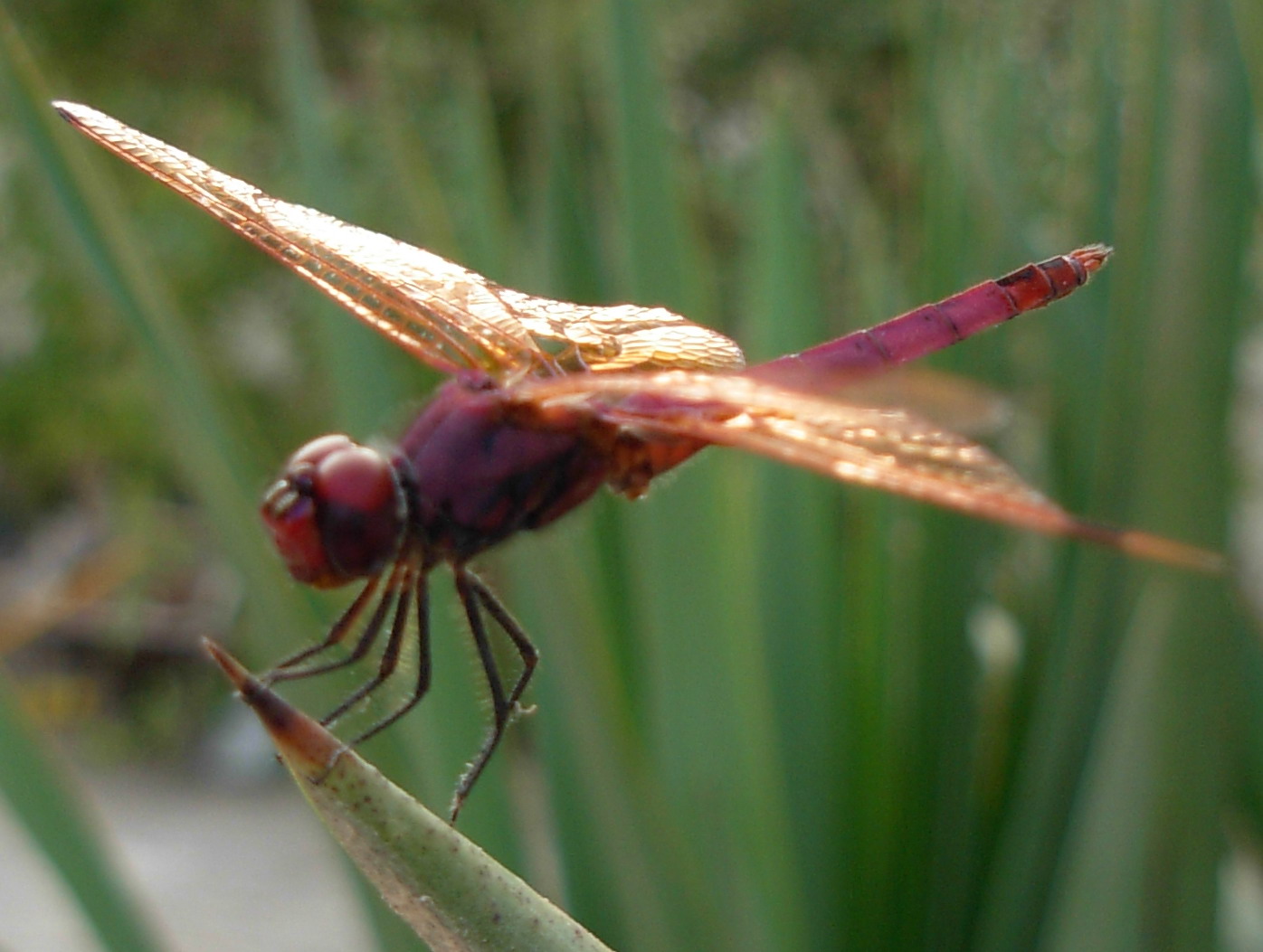 Libellula per Mantis - Trithemis annulata