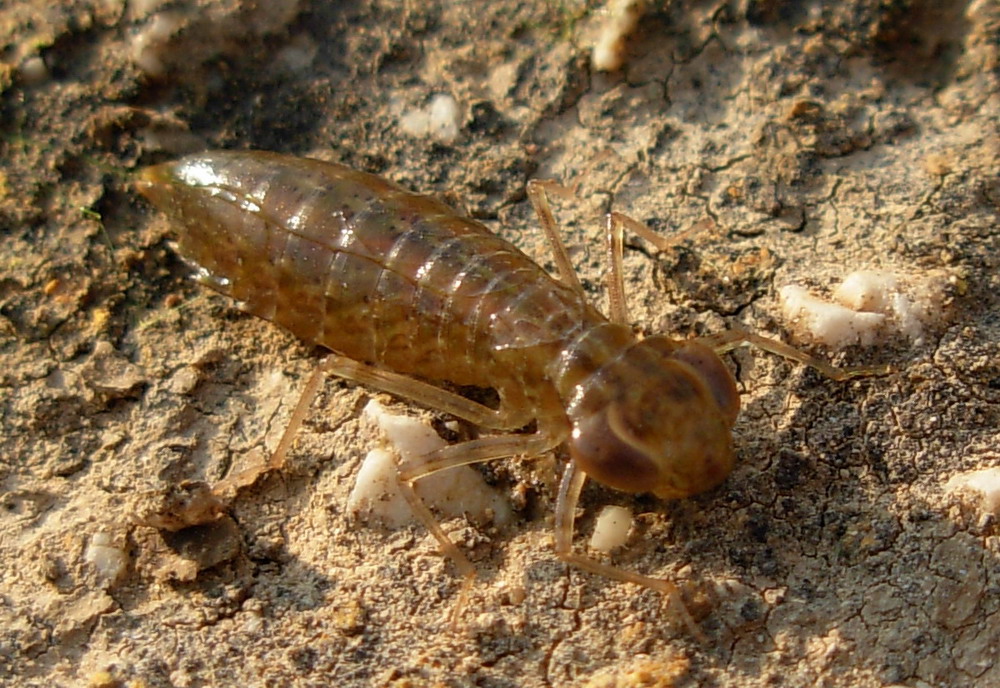 larva di Aesnidae