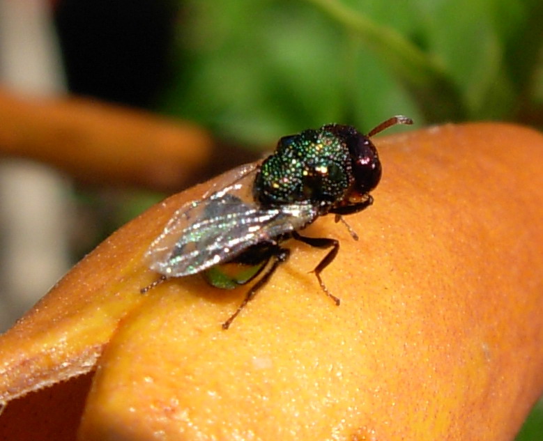 Splendido gioiellino (Perilampidae)