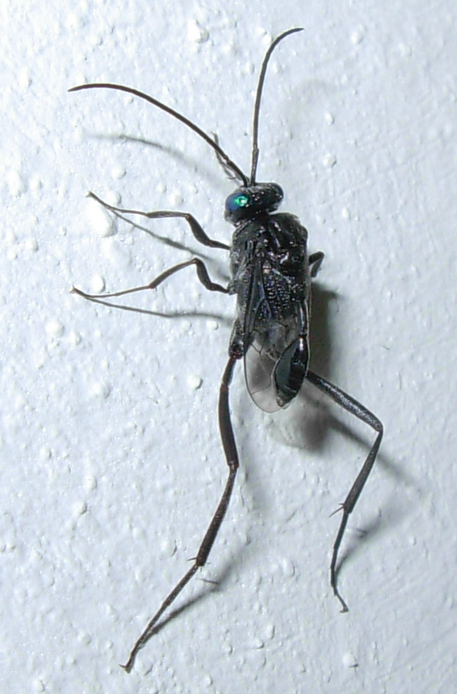 Evaniidae: Evania appendigaster