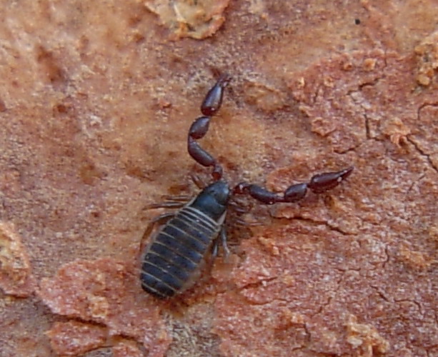 Pseudoscorpione