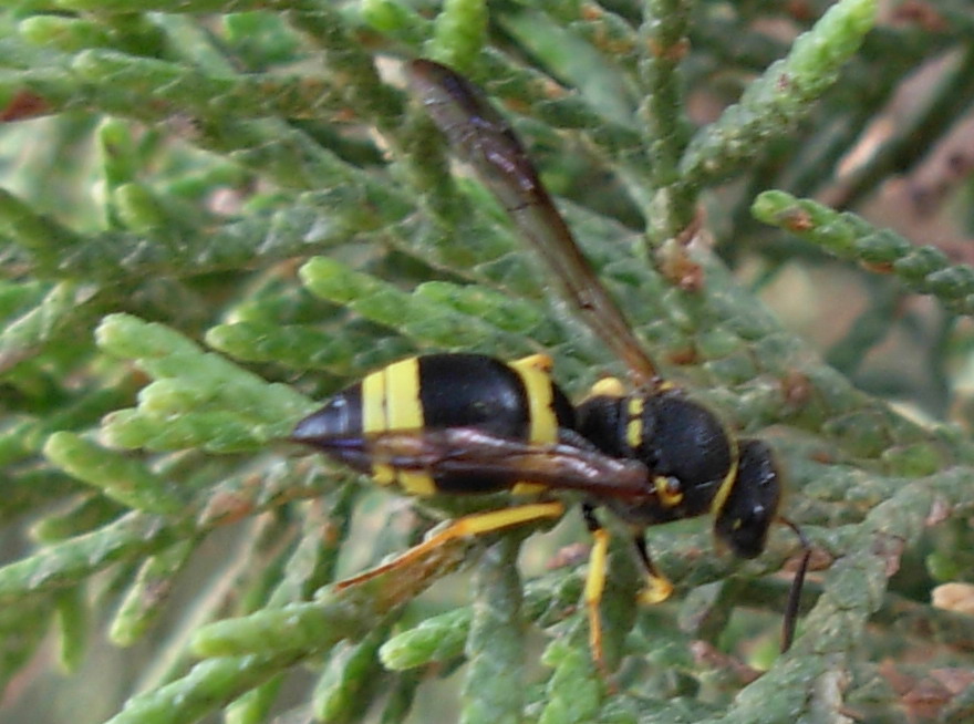 Vespidae Eumeninae: Ancistrocerus