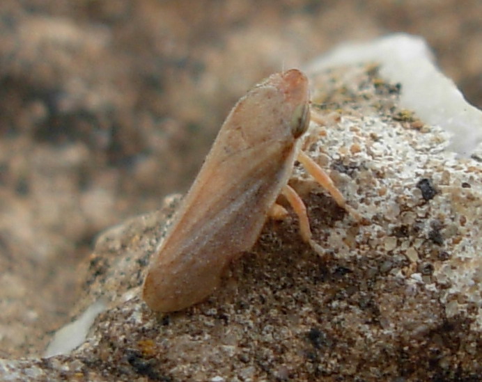 Philaenus spumarius