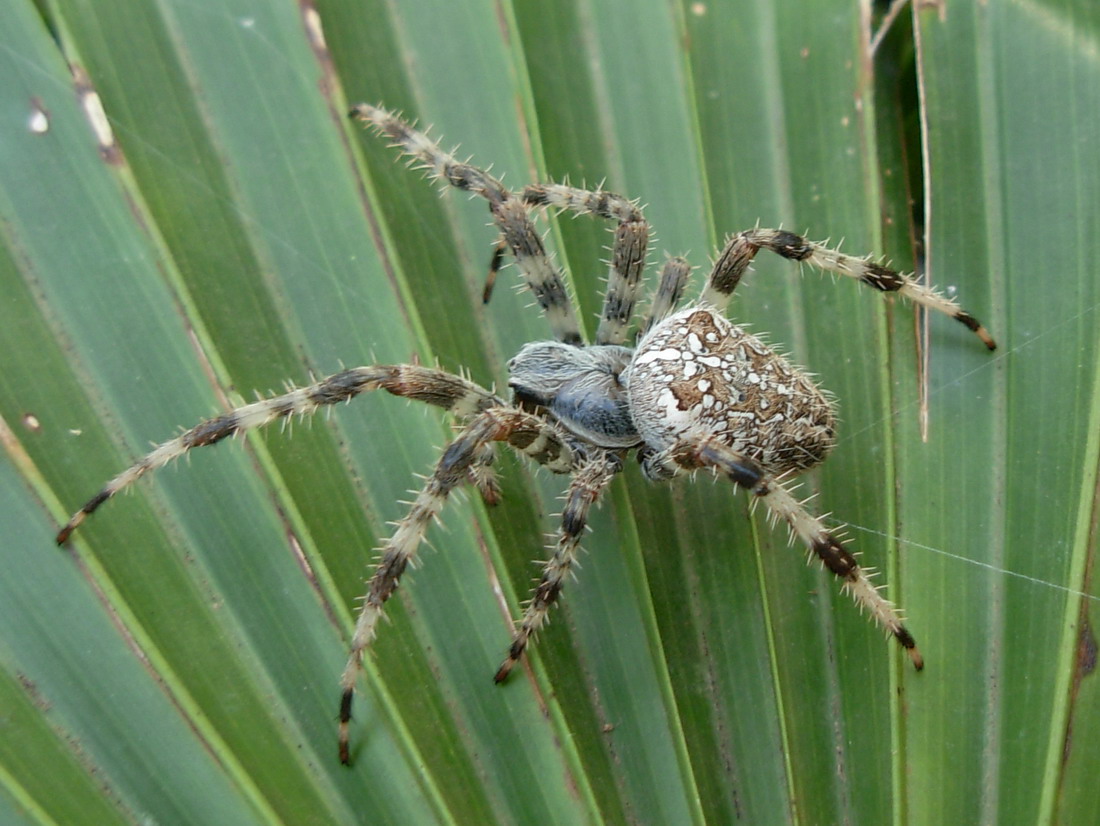 Araneus diadematus