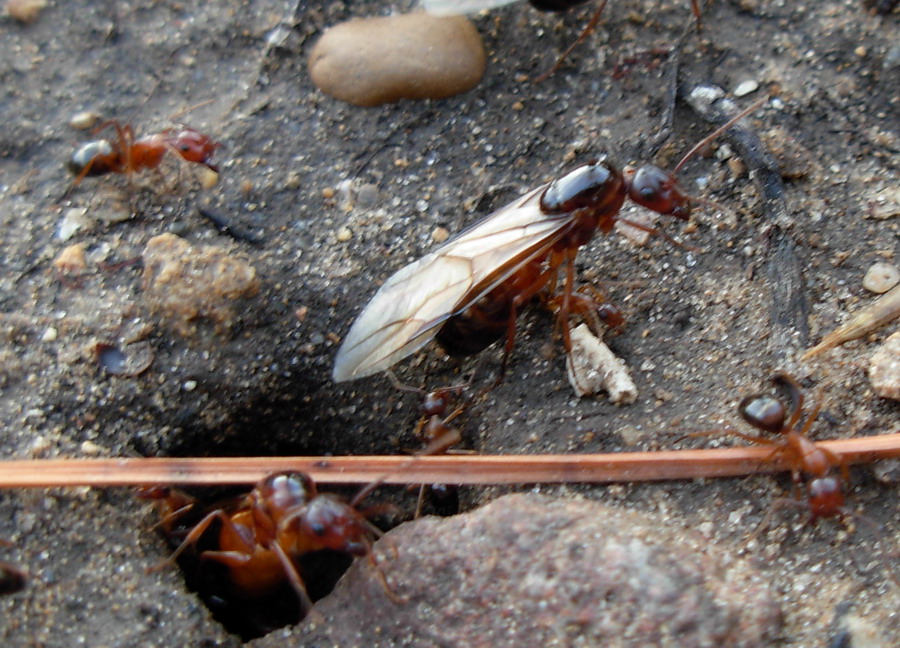 Schiusa camponotus