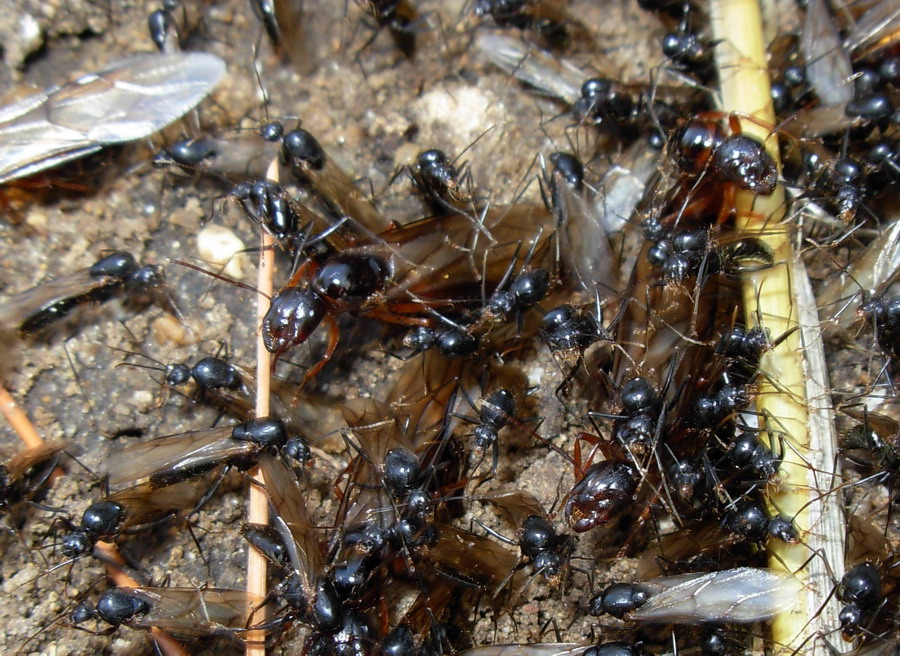 Schiusa camponotus