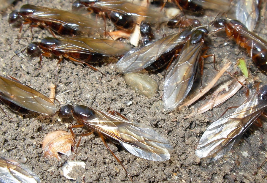 Schiusa camponotus